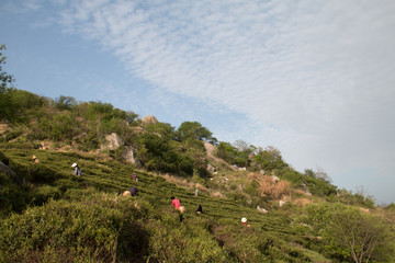 高山茶园