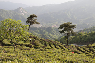 高山茶园