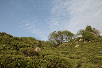 高山茶园