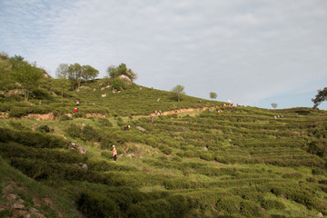 高山茶园