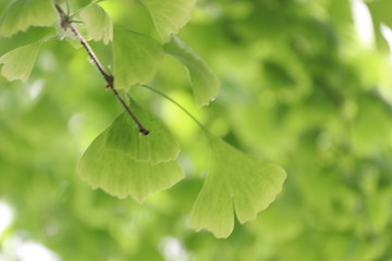 银杏树背景图