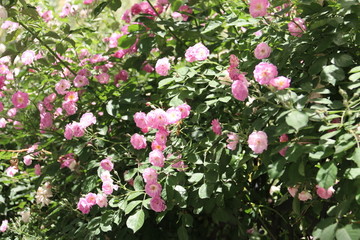 蔷薇花丛