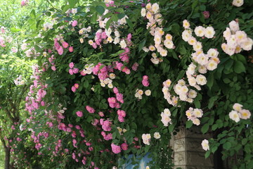 盛开的蔷薇花丛