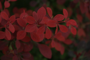 红色的叶子