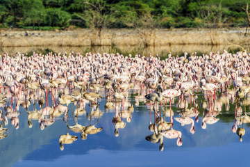 东非肯尼亚博戈里亚火烈鸟群