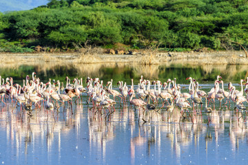 肯尼亚博戈里亚火烈鸟群