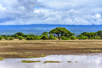 非洲肯尼亚安博塞利国家公园