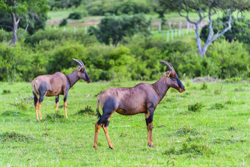 非洲肯尼亚马赛马拉黑面牛羚