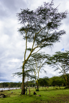 非洲肯尼亚奈瓦沙湖