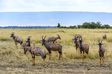 东非肯尼亚马赛马拉黑面牛羚