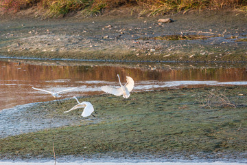 黄昏的沼泽湿地水鸟白鹭 54
