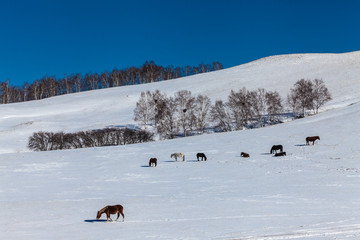 乌兰布统坝上草原冬季冰雪风光