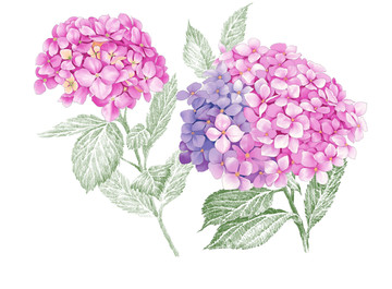 繡球花