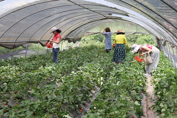 草莓种植基地