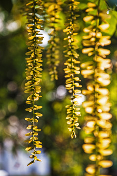 风杨树 风杨花