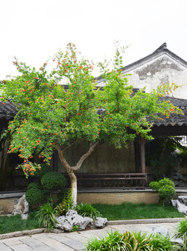 庭院石榴果树