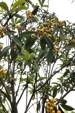 枇杷 琵琶 芦橘 芦枝 金丸