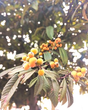 枇杷 琵琶 芦橘 芦枝 金丸