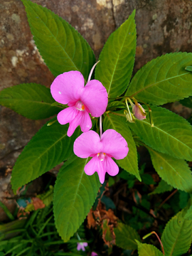 凤仙花