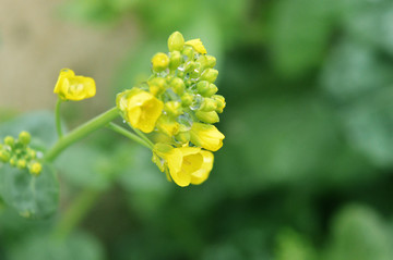 小黄花