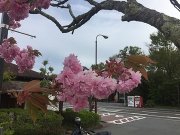 日本街头樱花