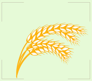 麥穗