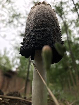 树形蘑菇