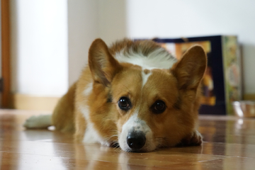 柯基 狗 犬