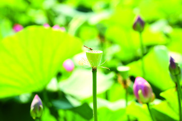 扎龙湿地 莲蓬 蜻蜓