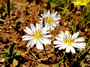 小白花