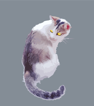 猫咪插画