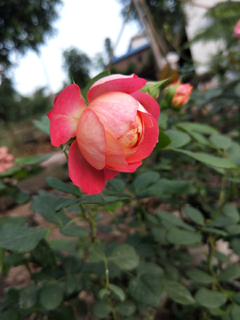 浪漫宝贝月季花