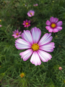 格桑花