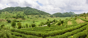 广东梅州平远石正茶山