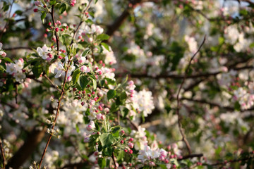 春天 花树 白色 自然