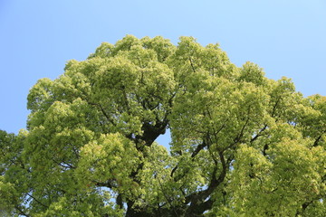 树 日本太宰府