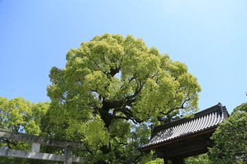 树 日本太宰府