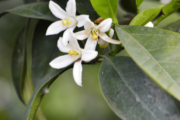 橘子花