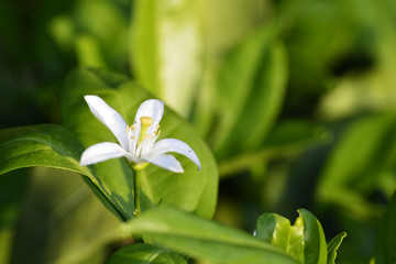 橘子花