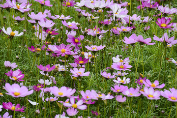 粉色小花 格桑花