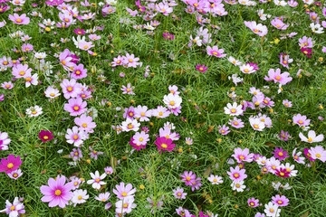 格桑花 花海