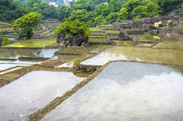 雷波稻田