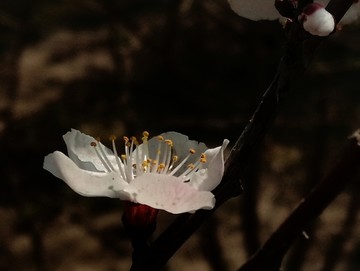 呼伦贝尔 风光 山杏花 夏季