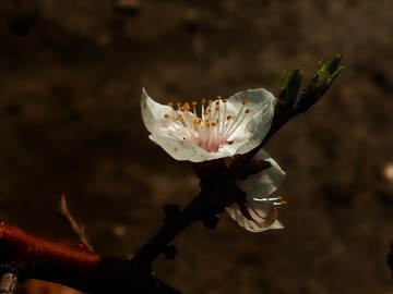 呼伦贝尔 风光 山杏花 夏季