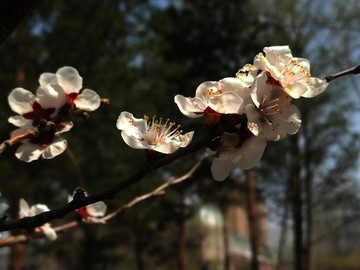 呼伦贝尔 风光 山杏花 夏季