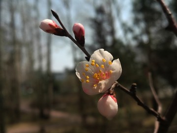 呼伦贝尔 风光 山杏花 夏季