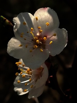 呼伦贝尔 风光 山杏花 夏季