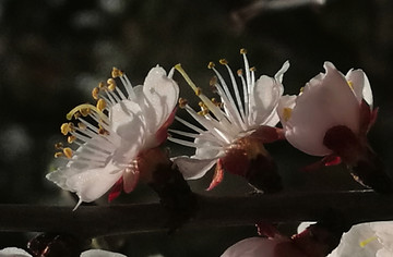 呼伦贝尔 风光 山杏花 夏季