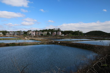 罗非鱼养殖基地 鱼塘