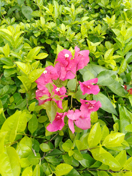 花叶 花瓣 花朵 花 花片